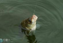 春季野钓鲫鱼的一些技巧详解