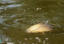 秋季野钓鲤鱼的三个方法