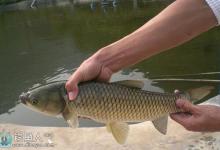 用青草钓草鱼的时节和施钓技巧