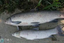 春钓大青鱼的三个要素（时机、饵料、钓法）