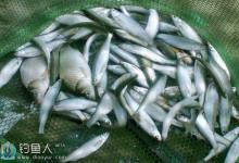 夏钓白条鱼的线组搭配和技巧分析