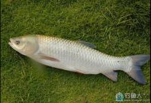 冬季钓草鱼的技巧（节气、钓位、饵料、钓具）