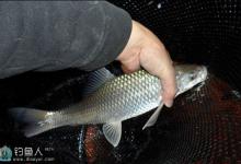 淡水野钓鲮鱼的饵料线组搭配技巧