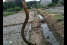 正秋时节钓黄鳝技巧