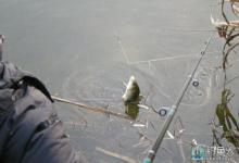矶竿钓鲫鱼最系统全面的方法