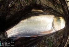 夏天手竿在杂鱼塘钓鲢鳙的技巧