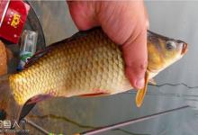 吕中胜讲钓鲤鱼如何掌控好遛鱼技术