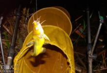 夏季夜钓黄颡鱼的七个关键技巧