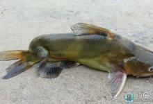 夏季串钩野钓黄颡鱼的技巧解析