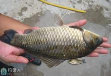 为何夏日难钓大板鲫的原因和施钓策略