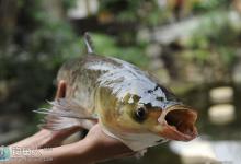 浅论塘钓草鱼的技法及用饵技巧