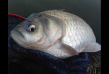 钓产卵期鲫鱼和鲤鱼的技巧