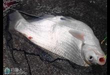 秋季钓鳊鱼的选位以及饵料搭配技巧