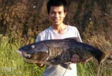 钓位秘笈高频率抽饵垂钓鲢鳙的优点