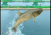 草鱼的钓鱼技巧（习性、鱼讯、线组）