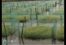 肥水鱼塘钓鲫鱼的技巧与钓法