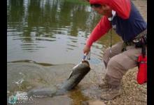 野钓江河鲶鱼时的最佳时间段