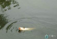 谷子钓法来钓大鲤鱼的一些实战经验