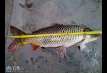 钓鲤鱼需根据习性选择泳层与钓法