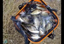 小水库秋季野钓鲫鱼的技巧