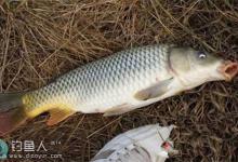 东北民间特色懒钩钓法钓鲤鱼的技巧