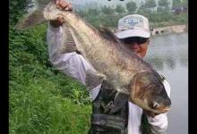 夏季台钓法浮钓鲢鳙的一个技法