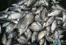 在大水面速钓小鲫鱼技巧全解析