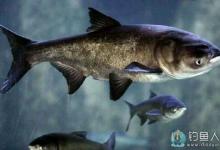 底钓鲢鳙的技巧（天气、窝料、饵料、钓法等）