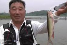 夏季在溪流钓马口鱼的五个技巧