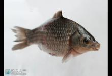 秋季鲫鱼的六个实用技巧