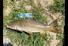 钓友分享野外攻钓鲤鱼的经验体会