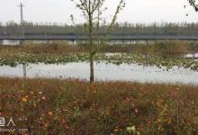 藕塘春季逗钓鲫鱼的一些技巧详解