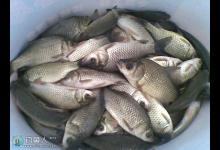 水库伏天钓鲫鱼技巧全解析