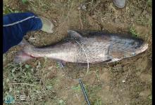 水库钓鲢鱼的饵料选择和钓鱼技巧