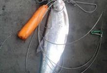 用泥鳅野钓翘嘴技巧全解析