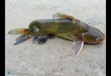 春季在水库用串钩钓黄颡鱼的技巧