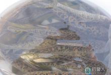 手竿钓花鯵的技巧（线组、调漂、打窝等）