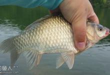 野钓鲫鱼应与水温变化选择钓点