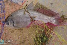 鲂鱼的垂钓技巧（习性、诱饵、钓法）