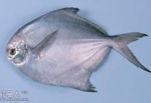 仲秋垂钓淡水白鲳鱼技巧分析