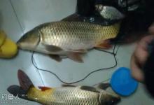 自然水域钓鲤鱼技巧（钓具钓饵及选位）