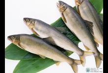 香鱼的介绍及钓法与用饵技巧分析