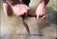 钓黄鳝的钩子制作以及垂钓技巧 [图文]