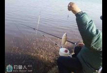 浅谈暮秋钓鲫鱼的线组搭配