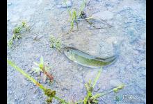 马口鱼路亚经验分享（钓具选择与操作手法）