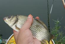 竞技钓轻口猾鲫鱼的技巧