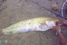 鸡肝钓鲶鱼的打窝以及施钓技巧