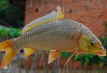 鲤鱼咬钩后的五点钓鱼技巧解析