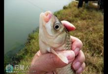 深秋钓鲫鱼根据天气选择出钓时间的技巧