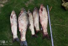 台钓钓法手竿钓青鱼技巧